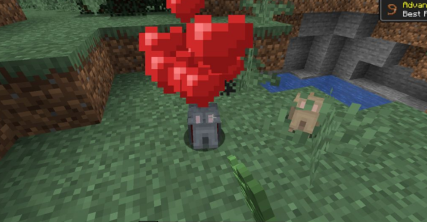 Vanilla Degus Мод1.16.5 (Компаньон, питомец)